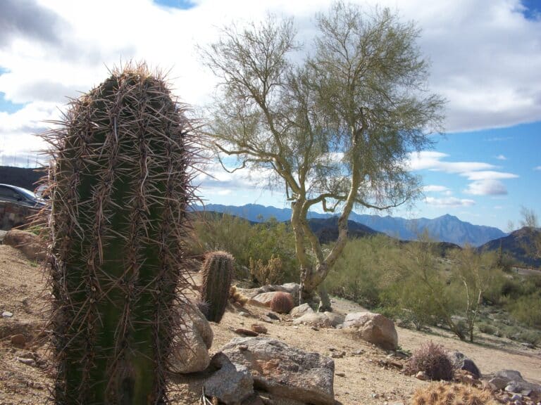 Lent’s inevitable disappointment and the constant turn to God