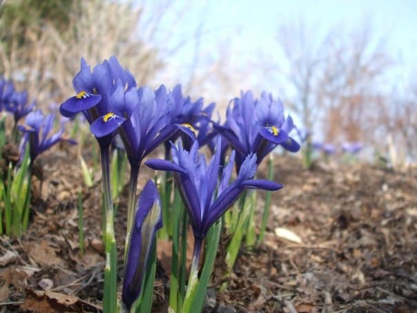 the lesson of spring soil