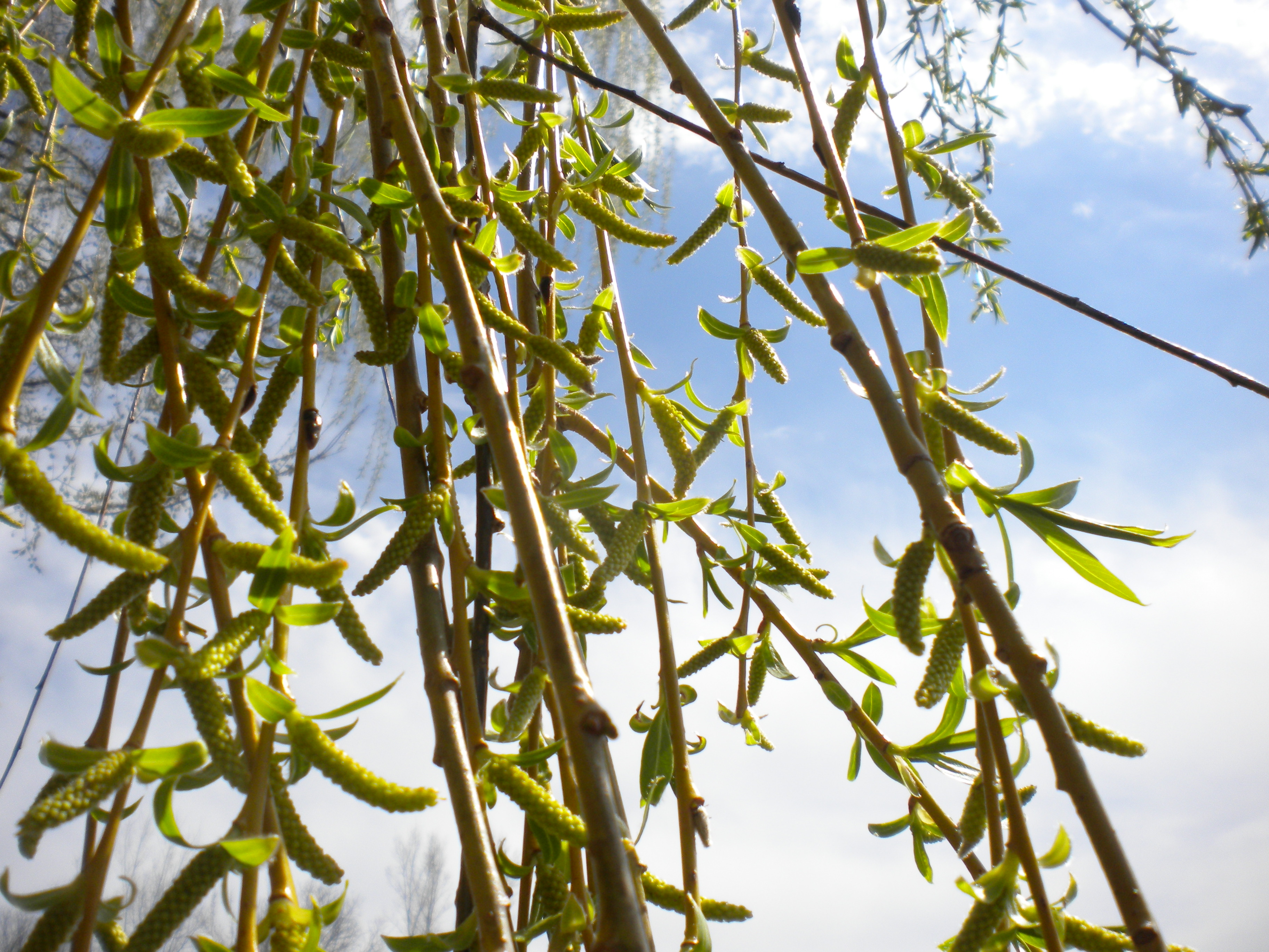 "opening buds" by Julia Walsh FSPA
