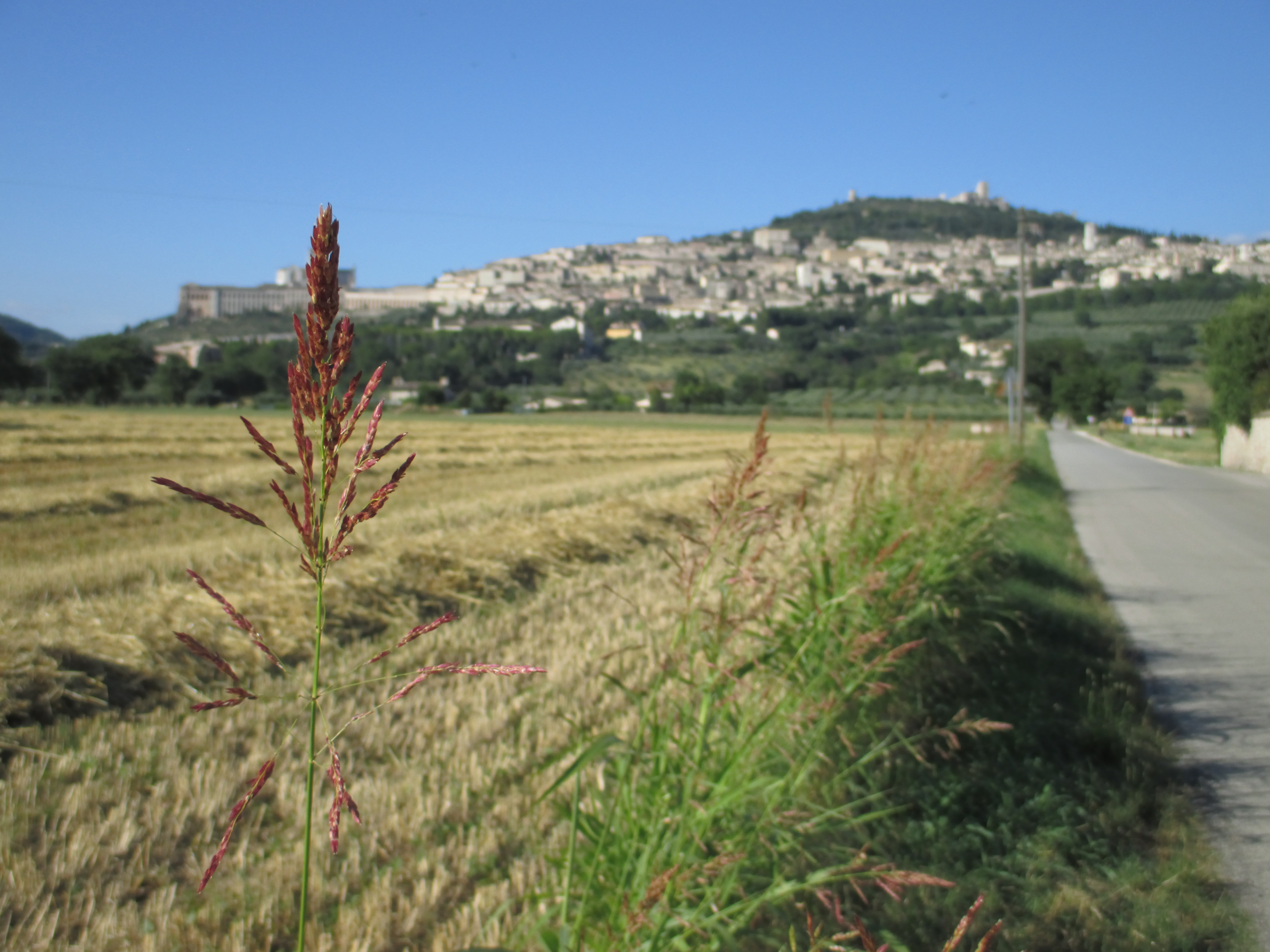 "Assisi and the field" Photo by Julia Walsh FSPA