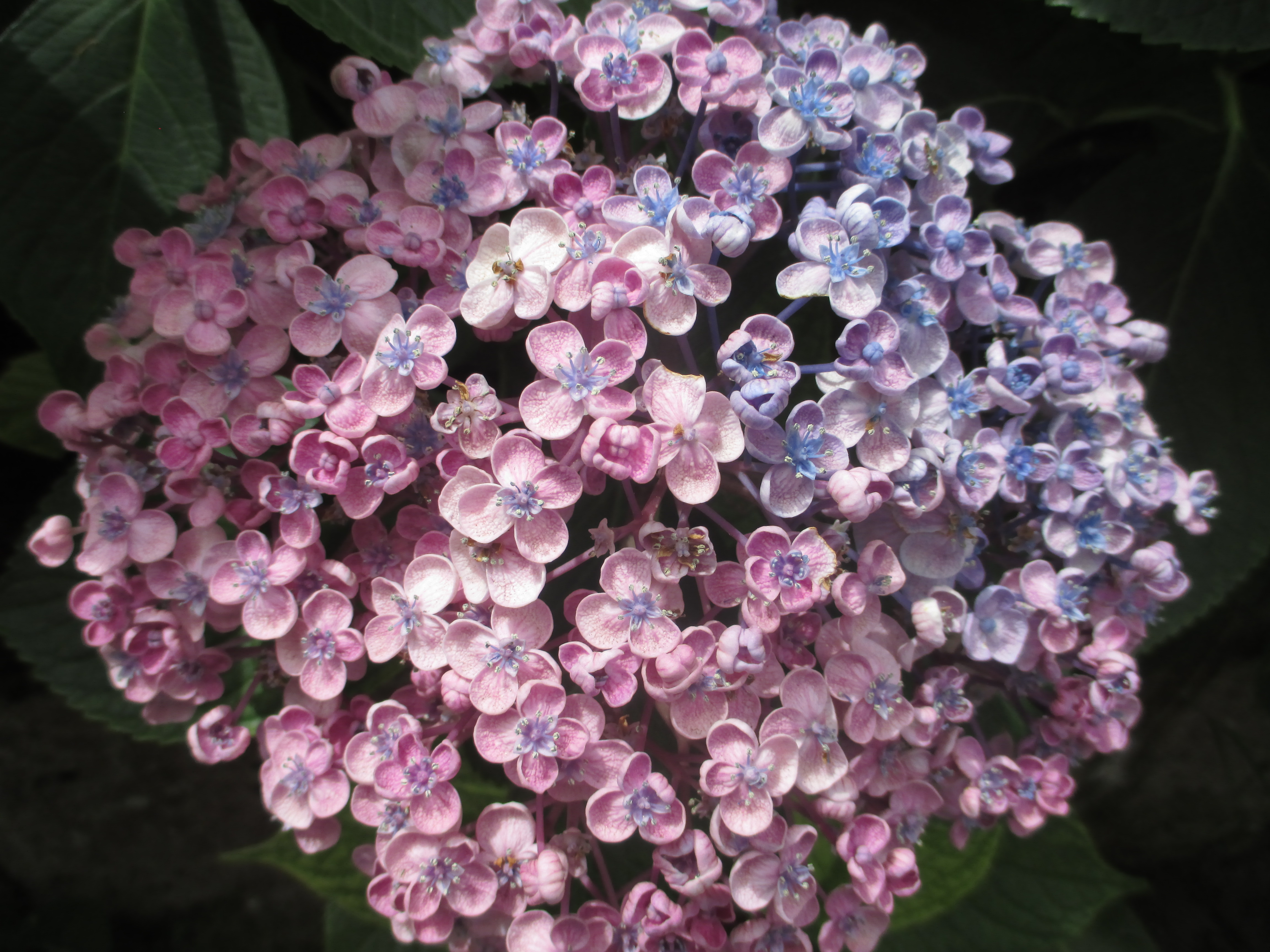 Photo by Julia Walsh FSPA