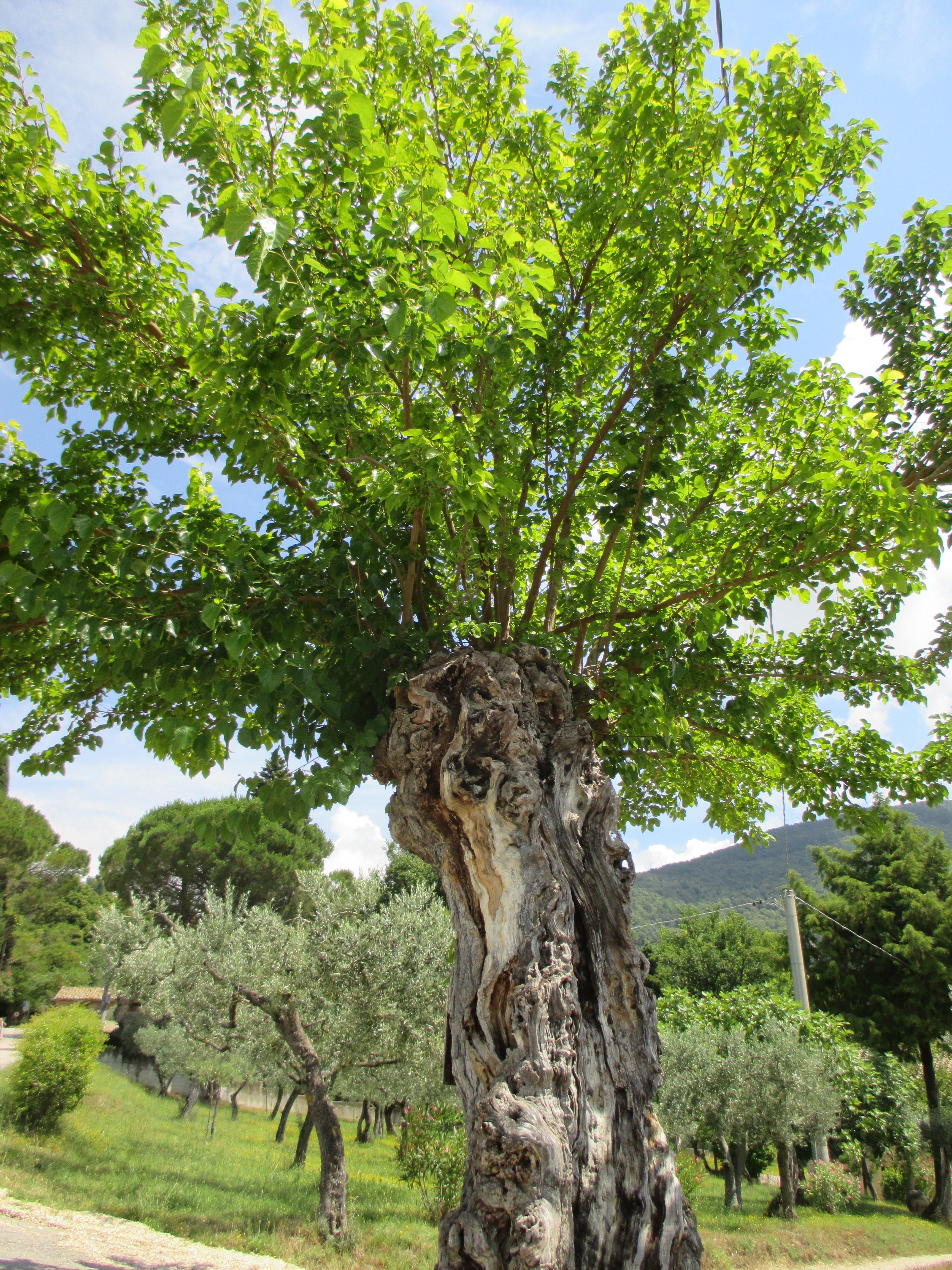 "old olive tree in Assisi" by Julia Walsh FSPA