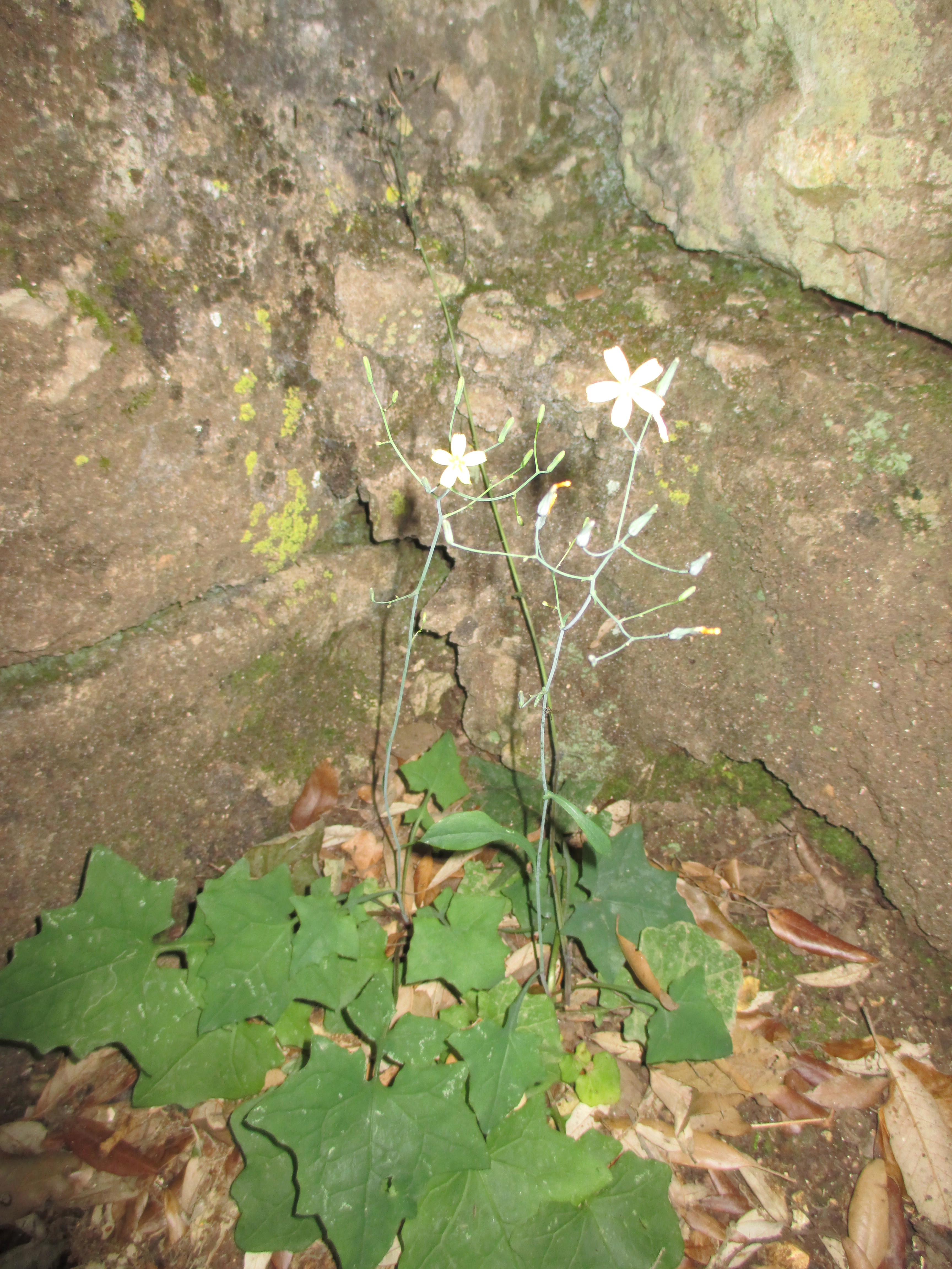 "flower through stone" photo by Julia Walsh FSPA