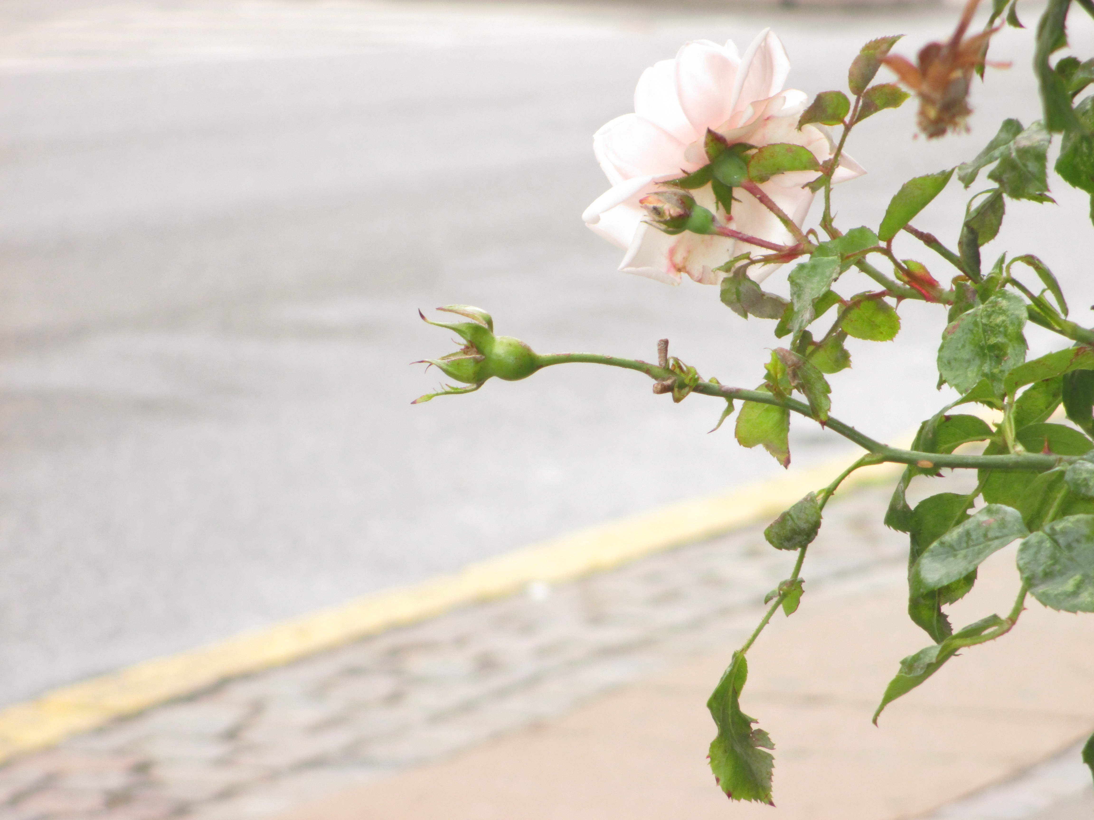 Photo by Julia Walsh FSPA