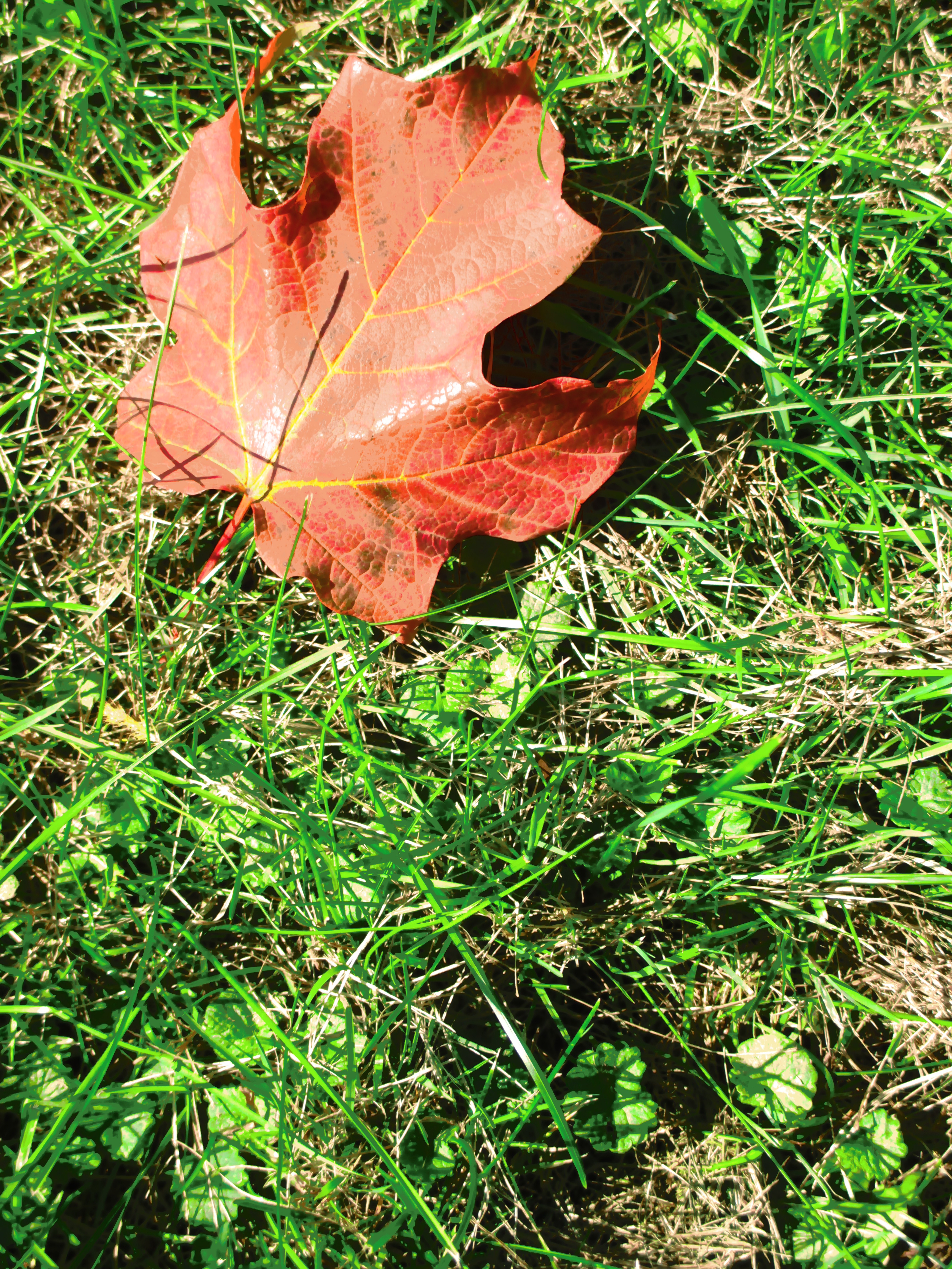 "colored decay by Julia Walsh, FSPA