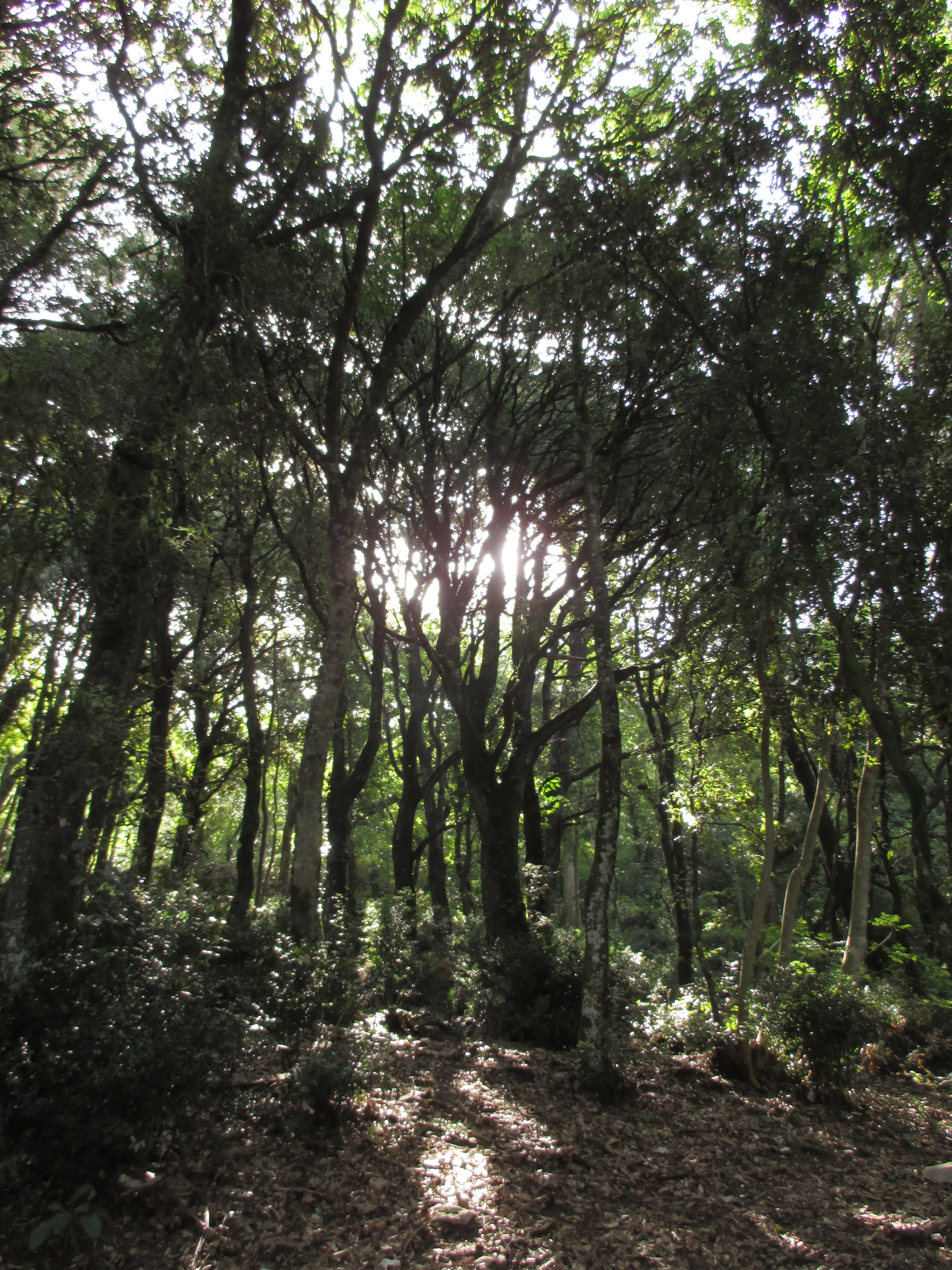 Rays of Light through Tall Trees, La Carceri, Italy. Photo by Julia Walsh FSPA