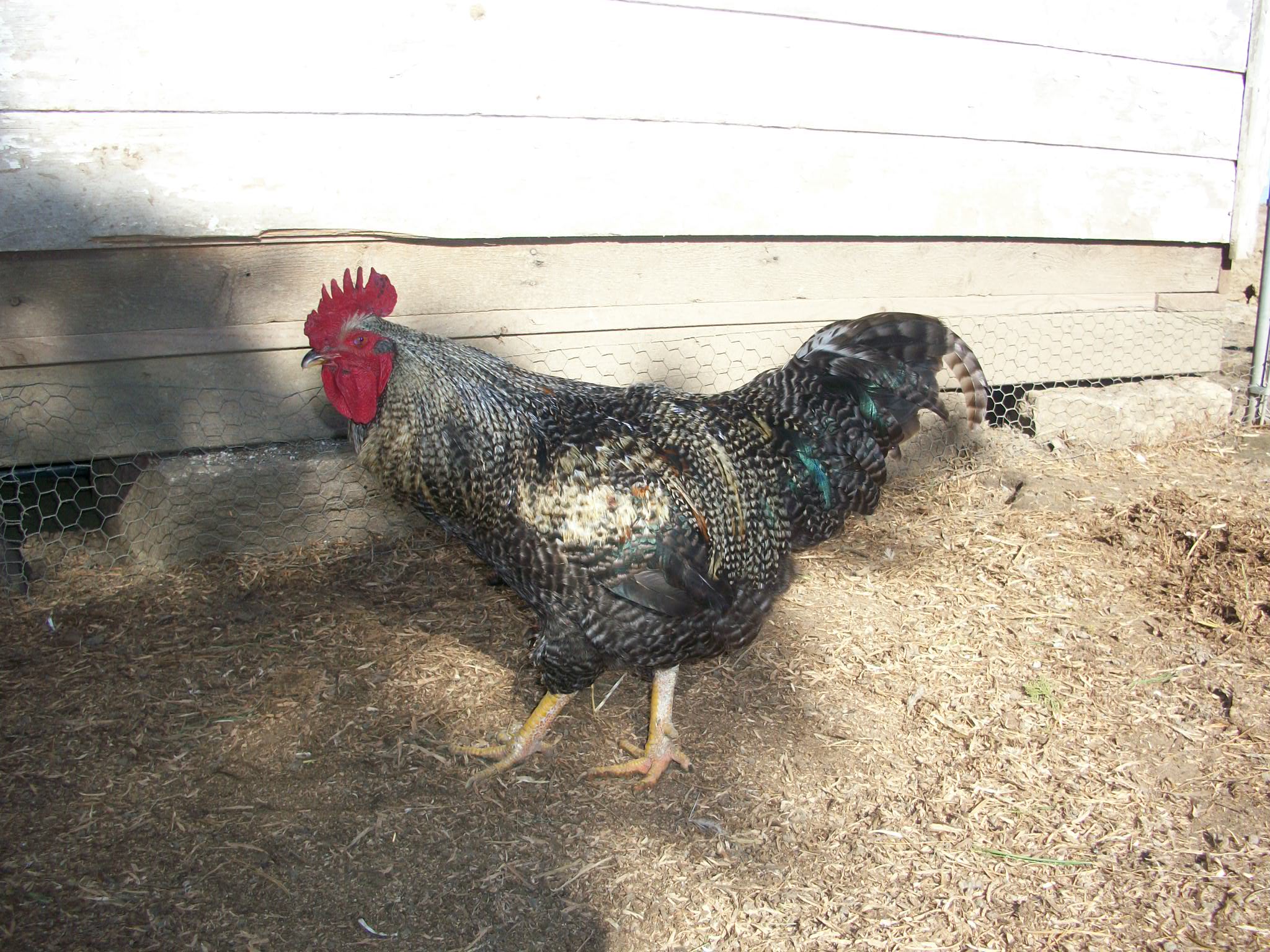 "the cock crowed" photo by Julia Walsh FSPA
