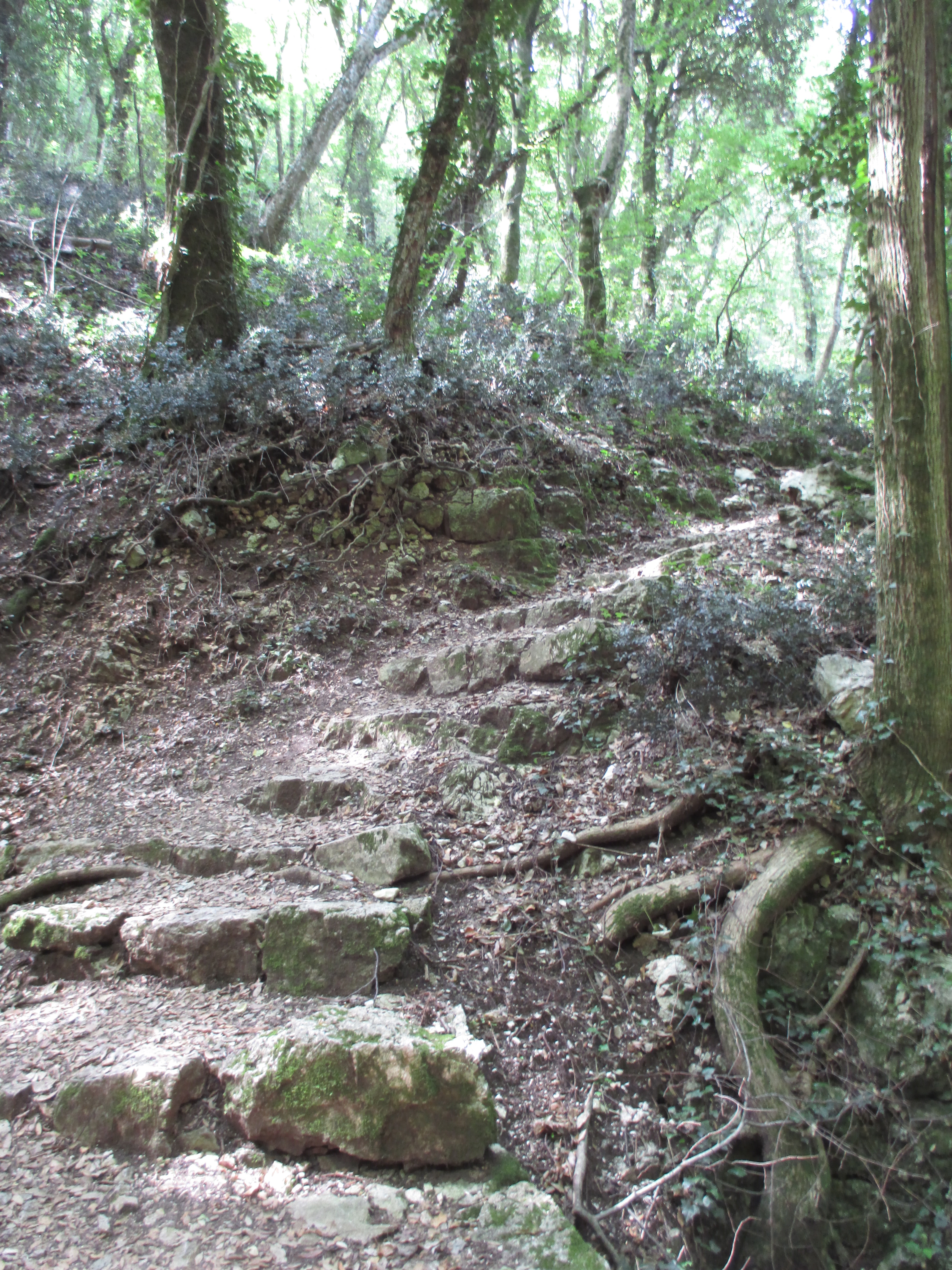 "a way in the woods" Photo by Julia Walsh FSPA