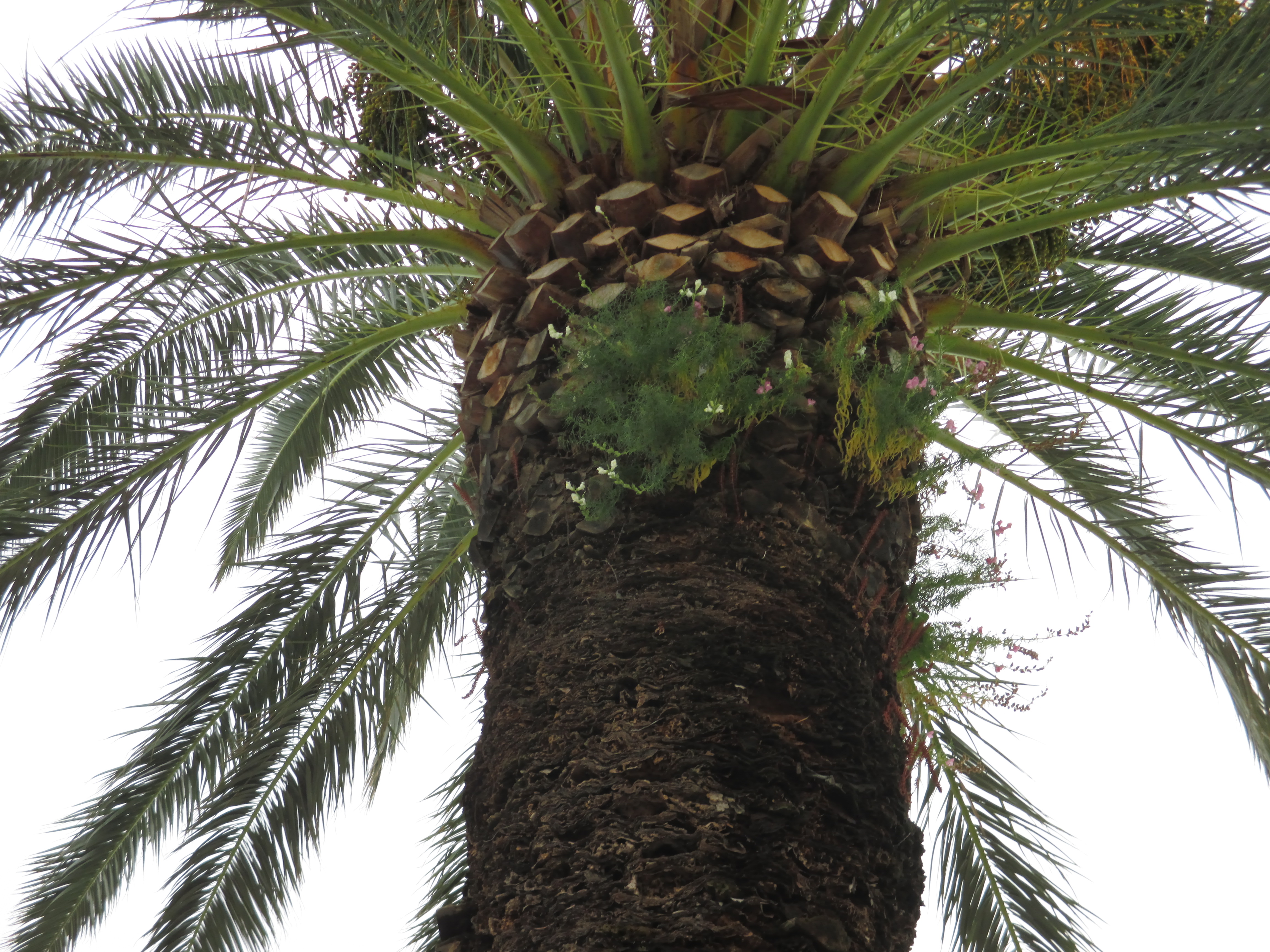 "Palms" photo by Julia Walsh FSPA