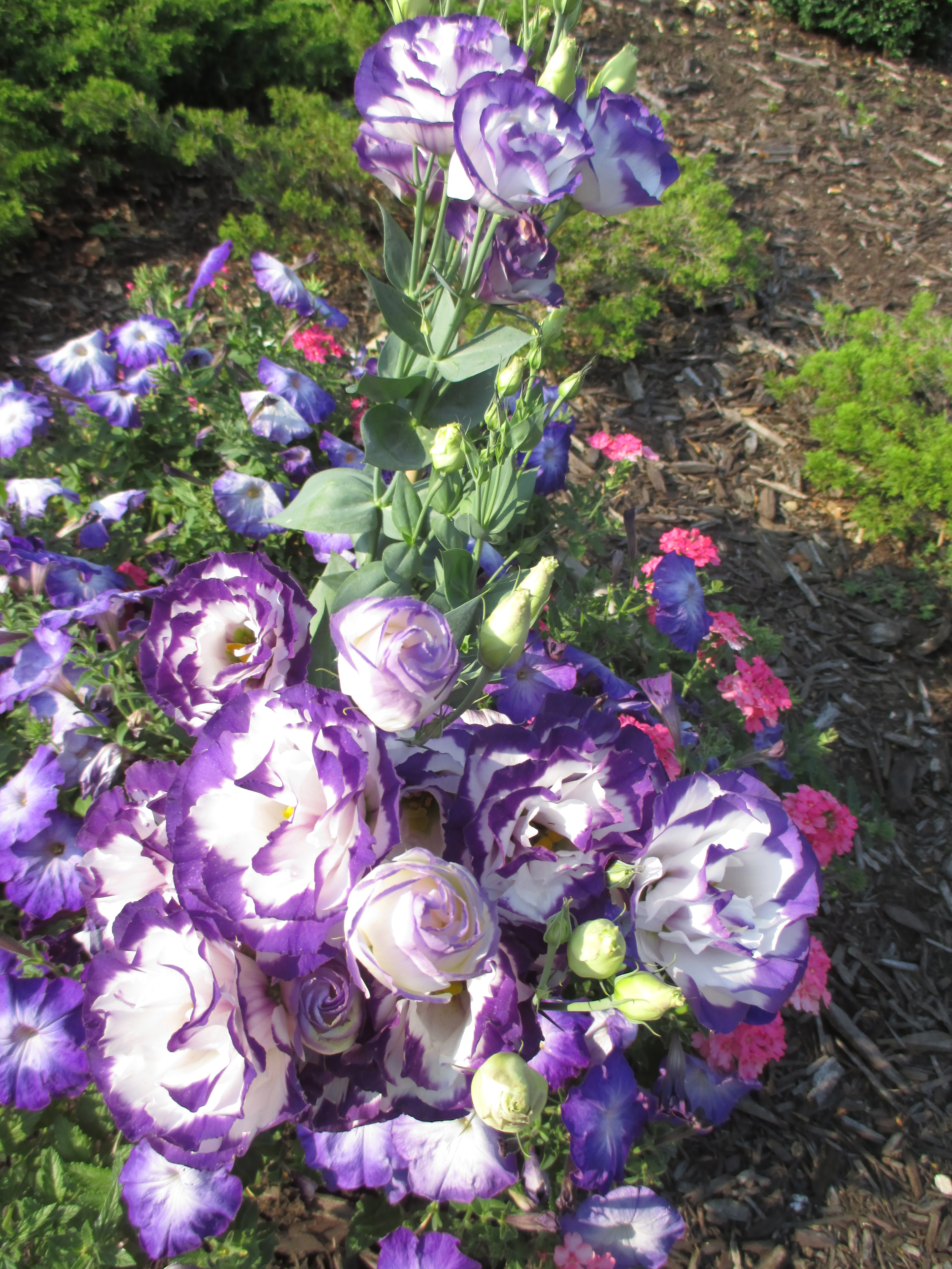 "joyful, beautiful life" photo by Julia Walsh FSPA