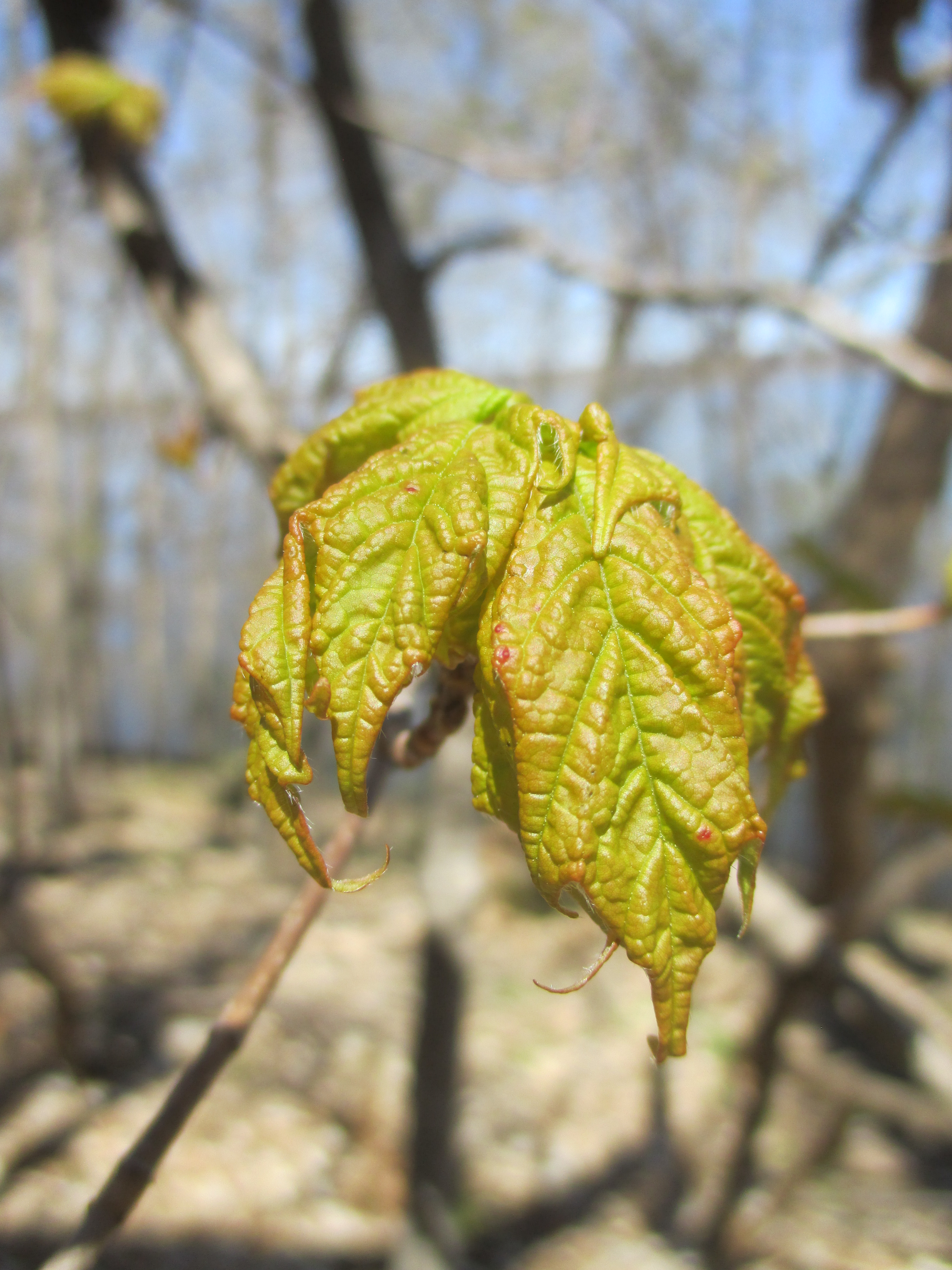 "new leaf" photo by Julia Walsh FSPA