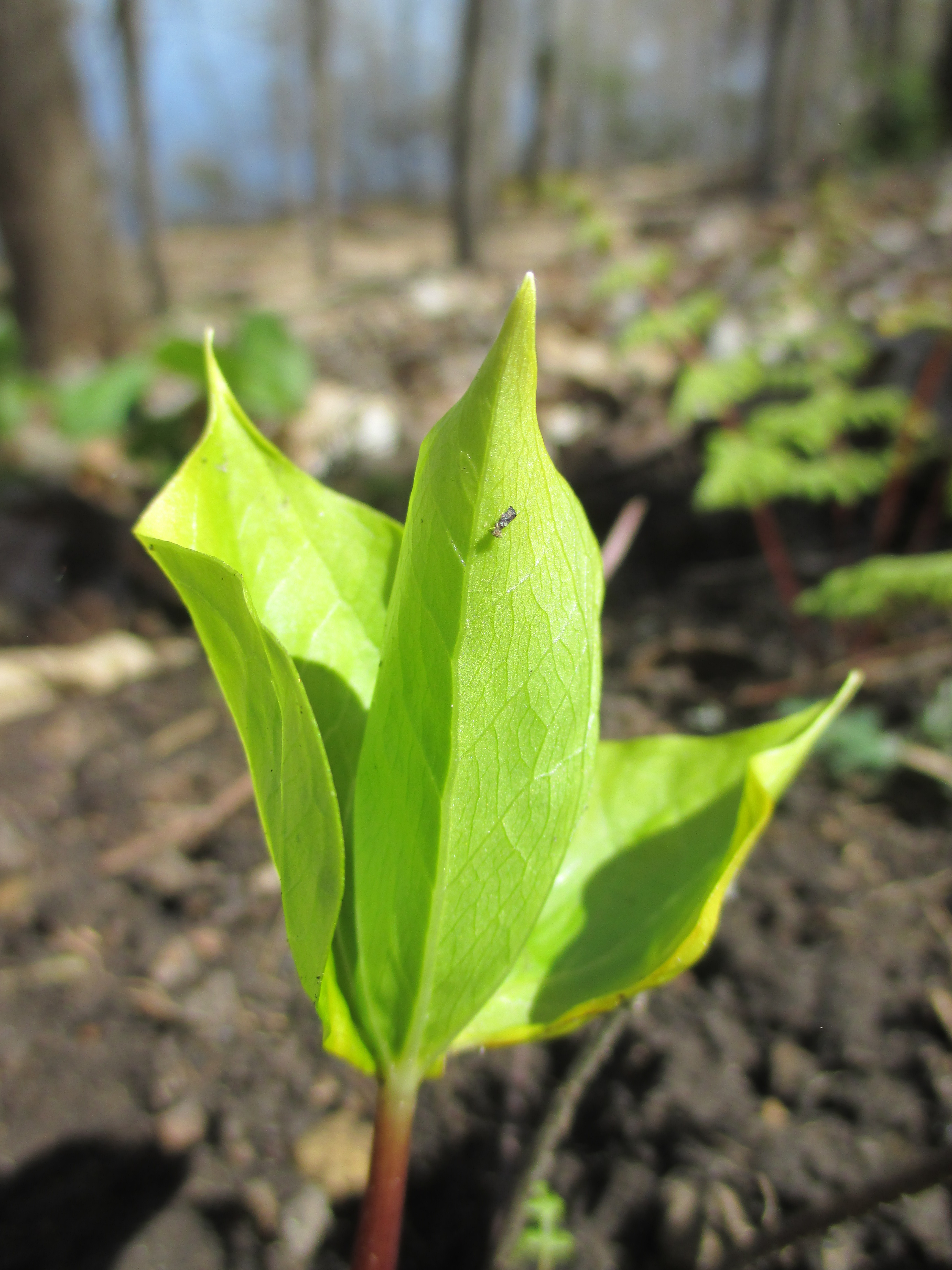 "new leaf 2" photo by Julia Walsh FSPA