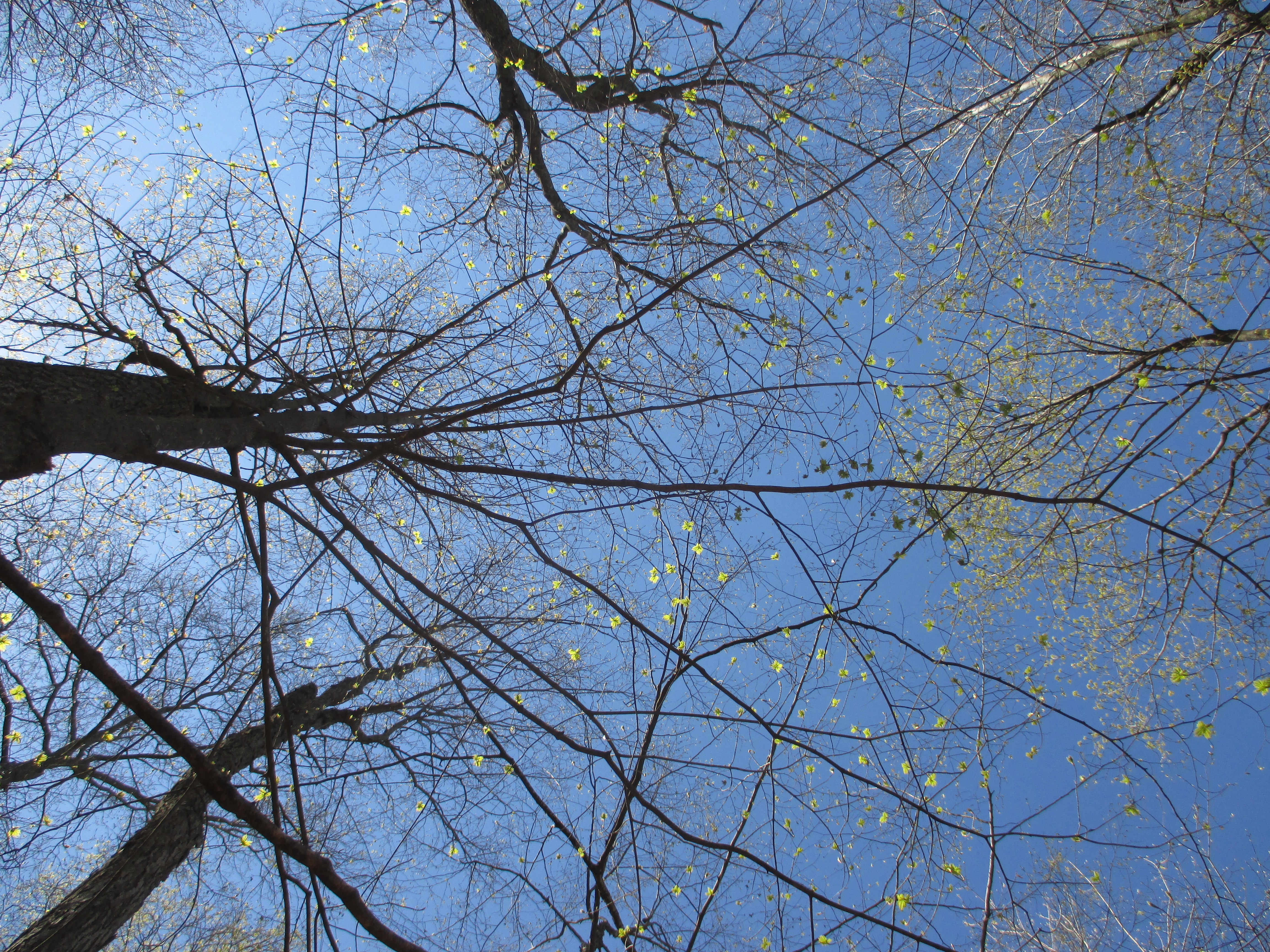 "gaps for growth" by Julia Walsh, FSPA