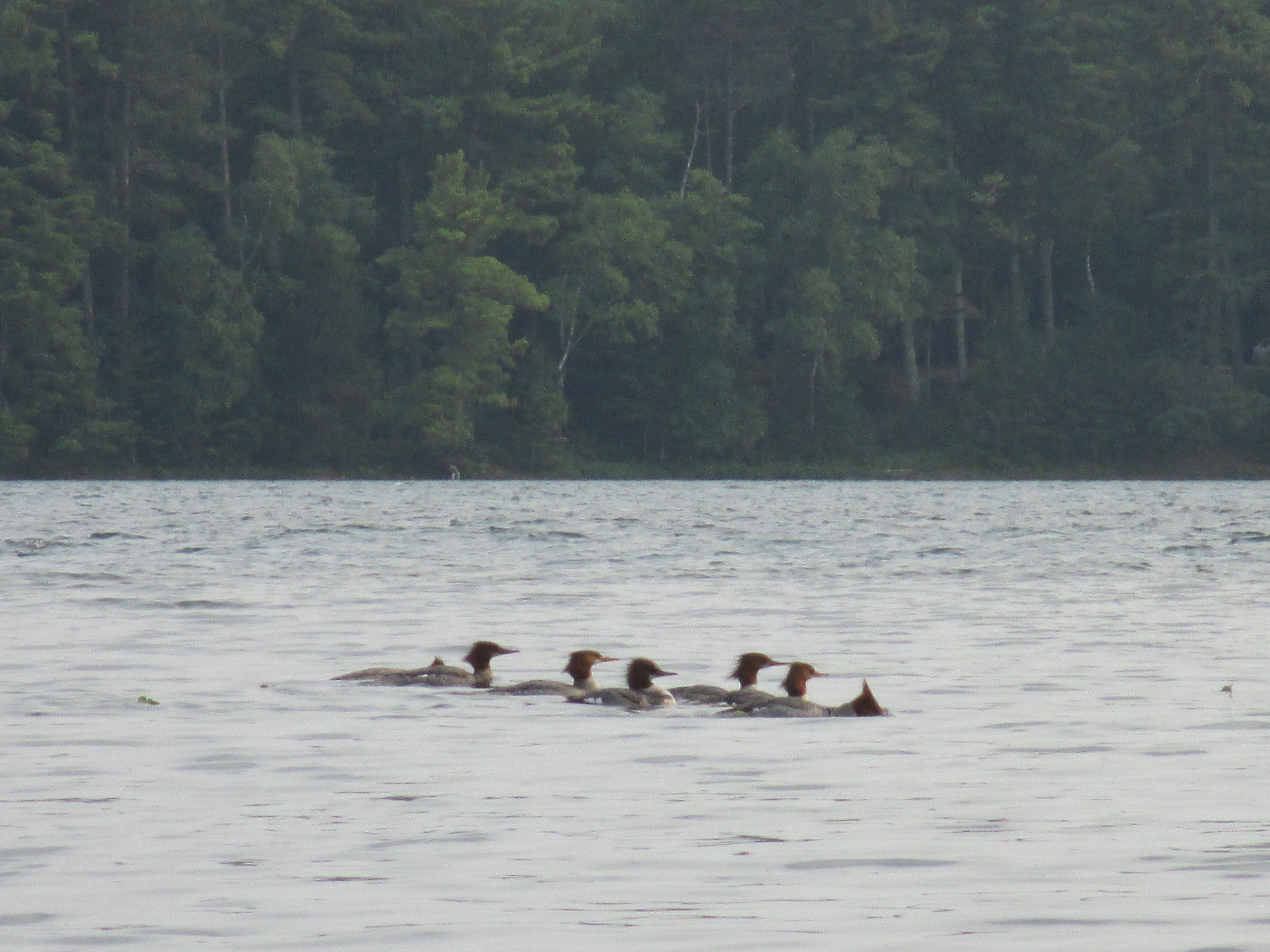 loon community
