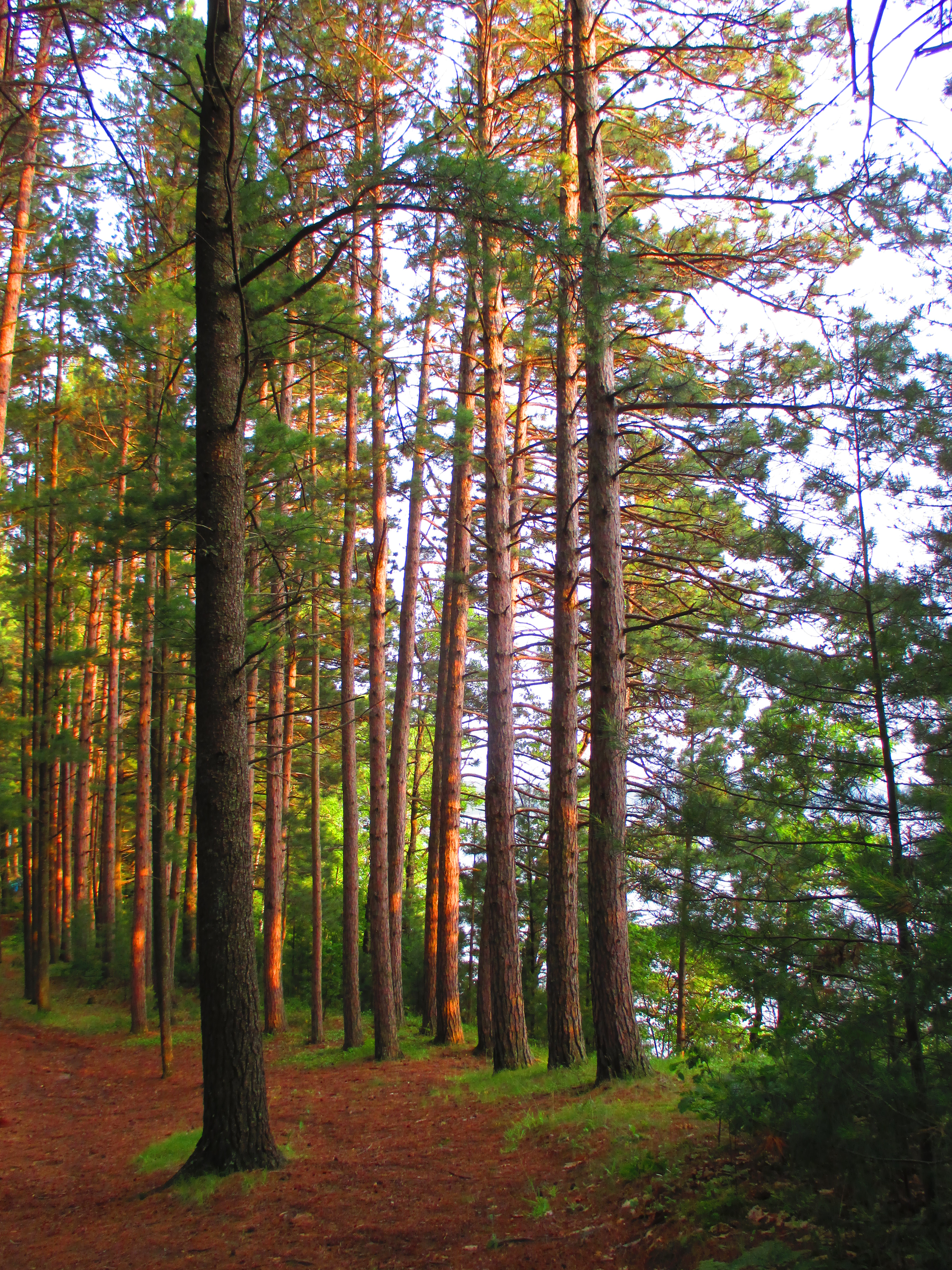 "Tall trees near Trout Lake" photo by Julia Walsh FSPA