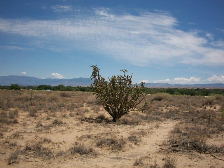 Signs of spring in Lent