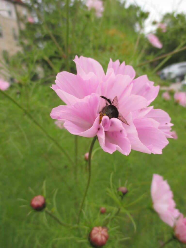 They have guns, but we have flowers—a modern beatitude