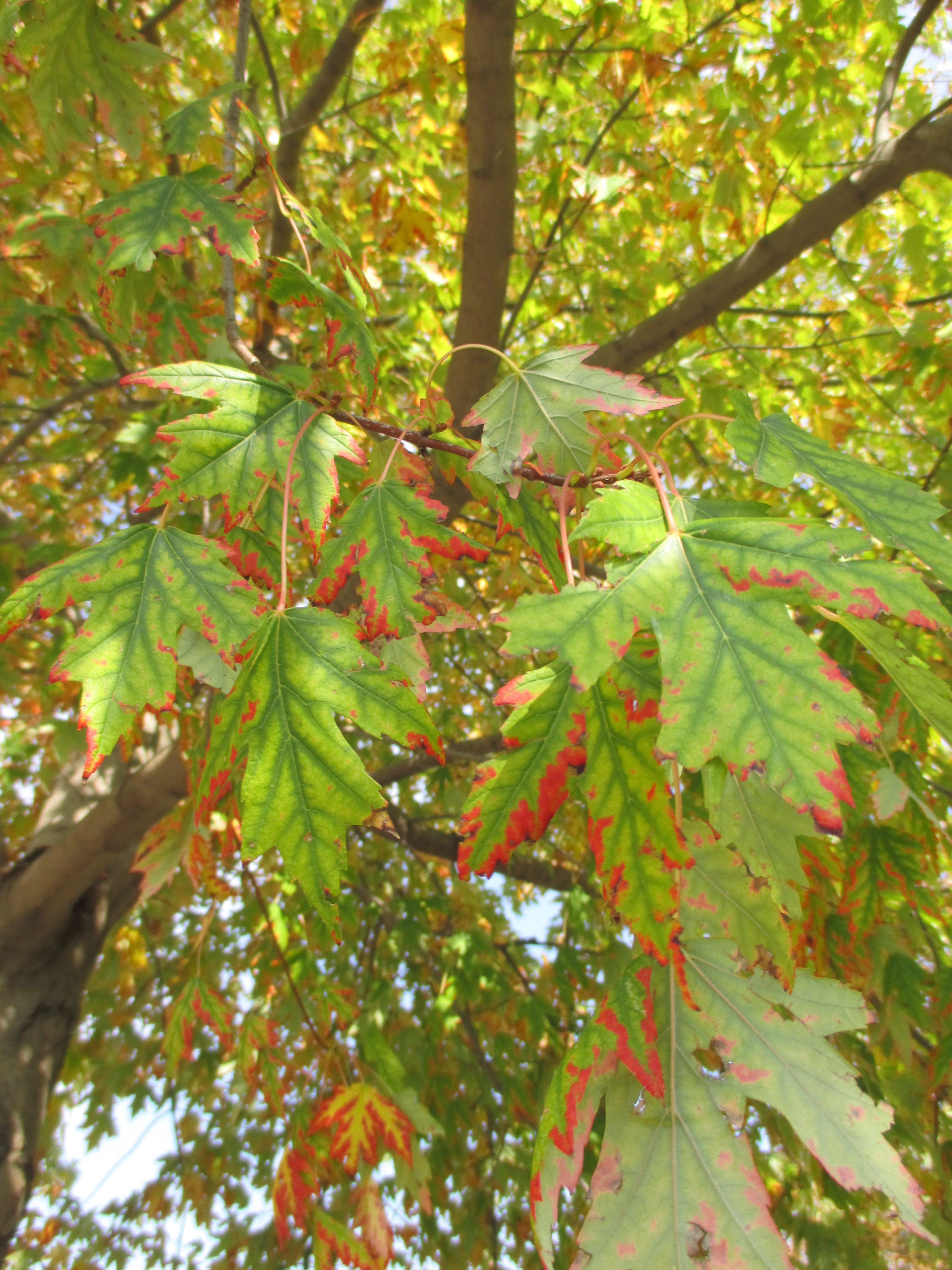 "leaves will fall" photo by Julia Walsh, FSPA