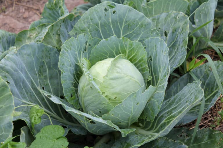 Nourishing community with good food: An instrument of mercy