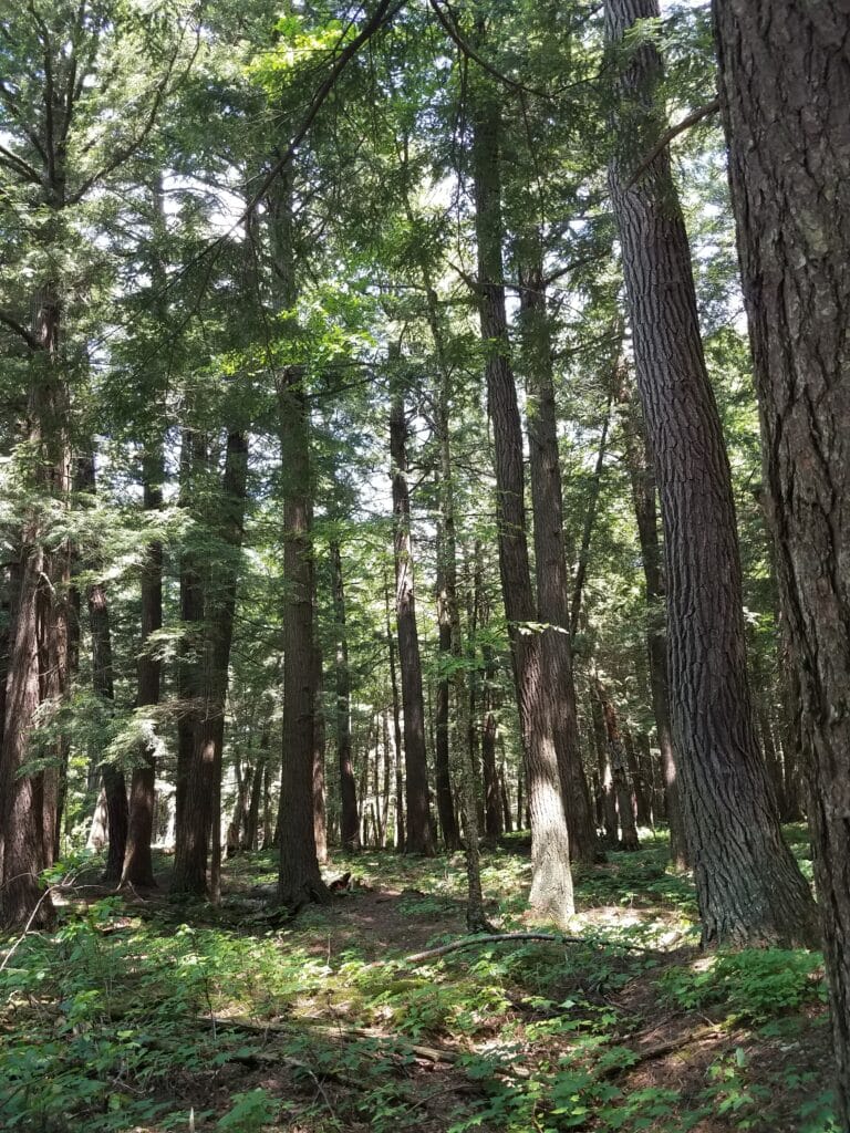 Wonder in the wilderness