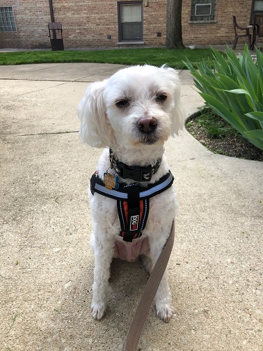 white-dog-harness