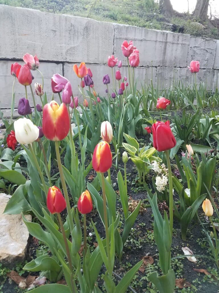 Backyard miracles 2. Photo by Julia Walsh FSPA