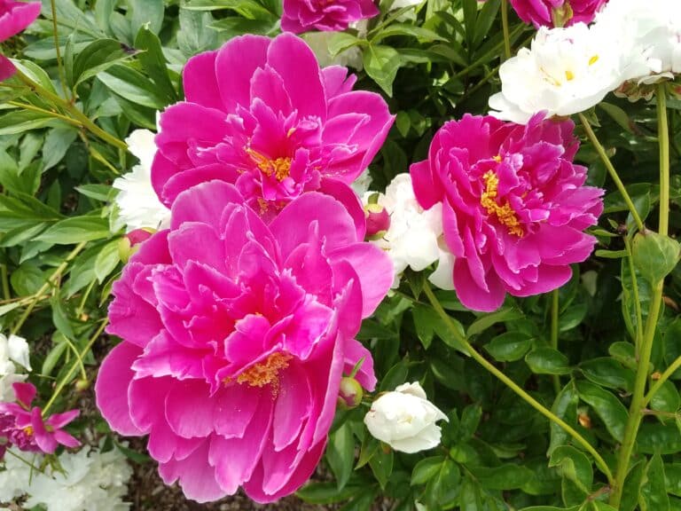 Sorrow and Joy during the Black Lives Matter movement