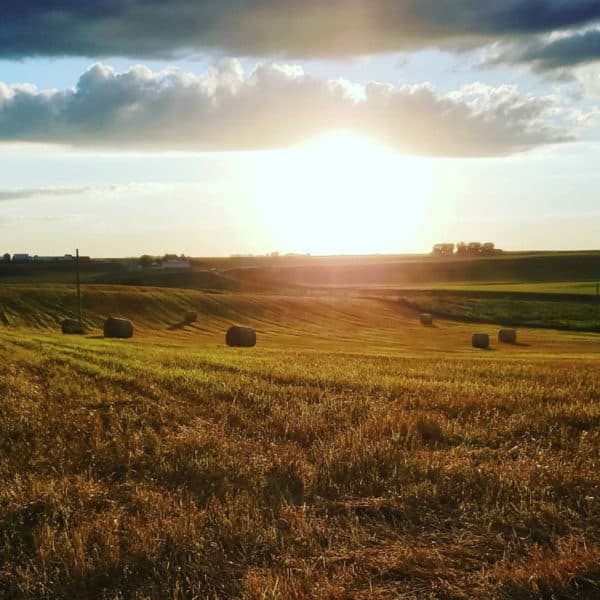 Ellen Walsh-Rosmann: Feeding the Hungry during COVID