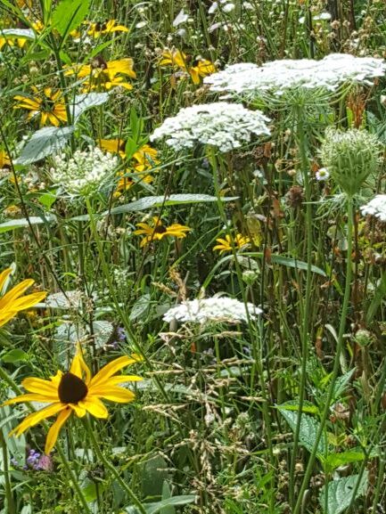 flowers-yellow-white-green-grass