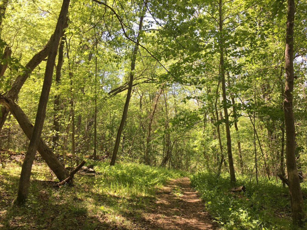 dirt path through forest