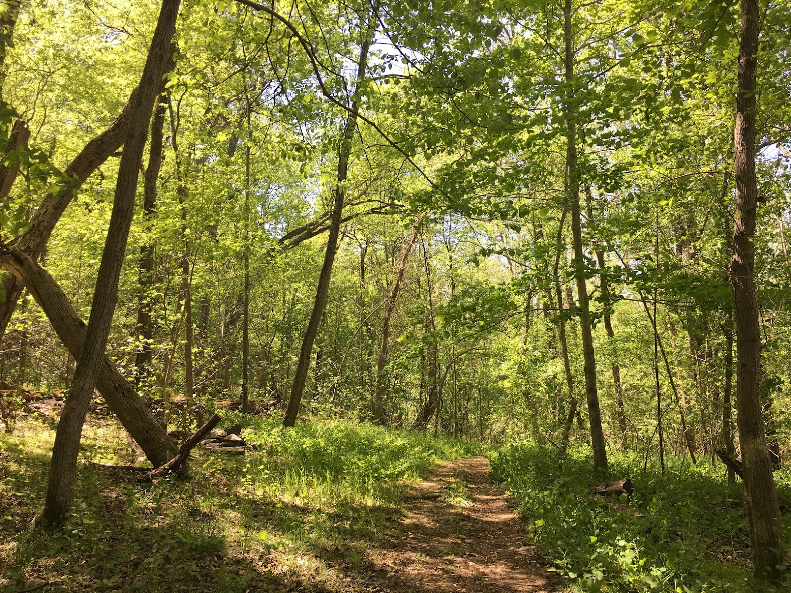 dirt path through forest