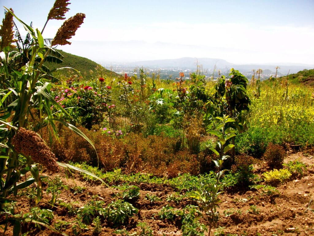 organic farm in Bolivia