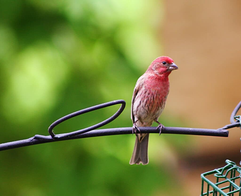 Male House Finch perched on a wire