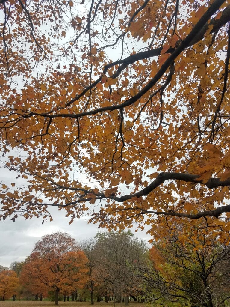 Discipleship and Decay: Why I Resist Greatness