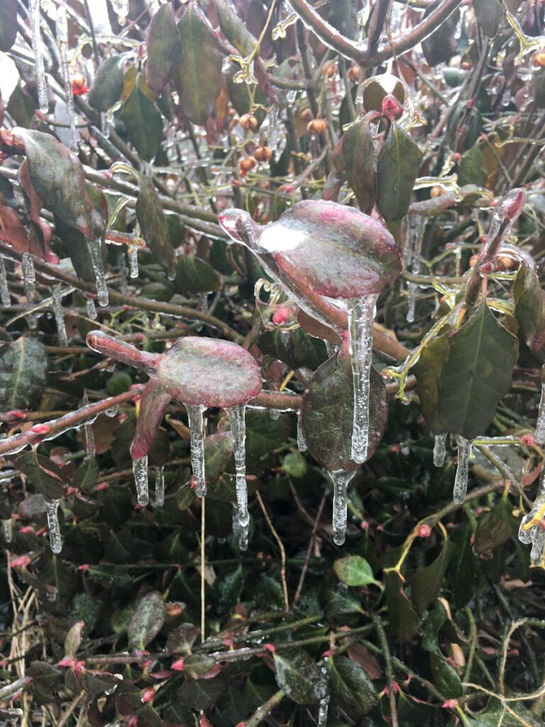 icy plant leaves
