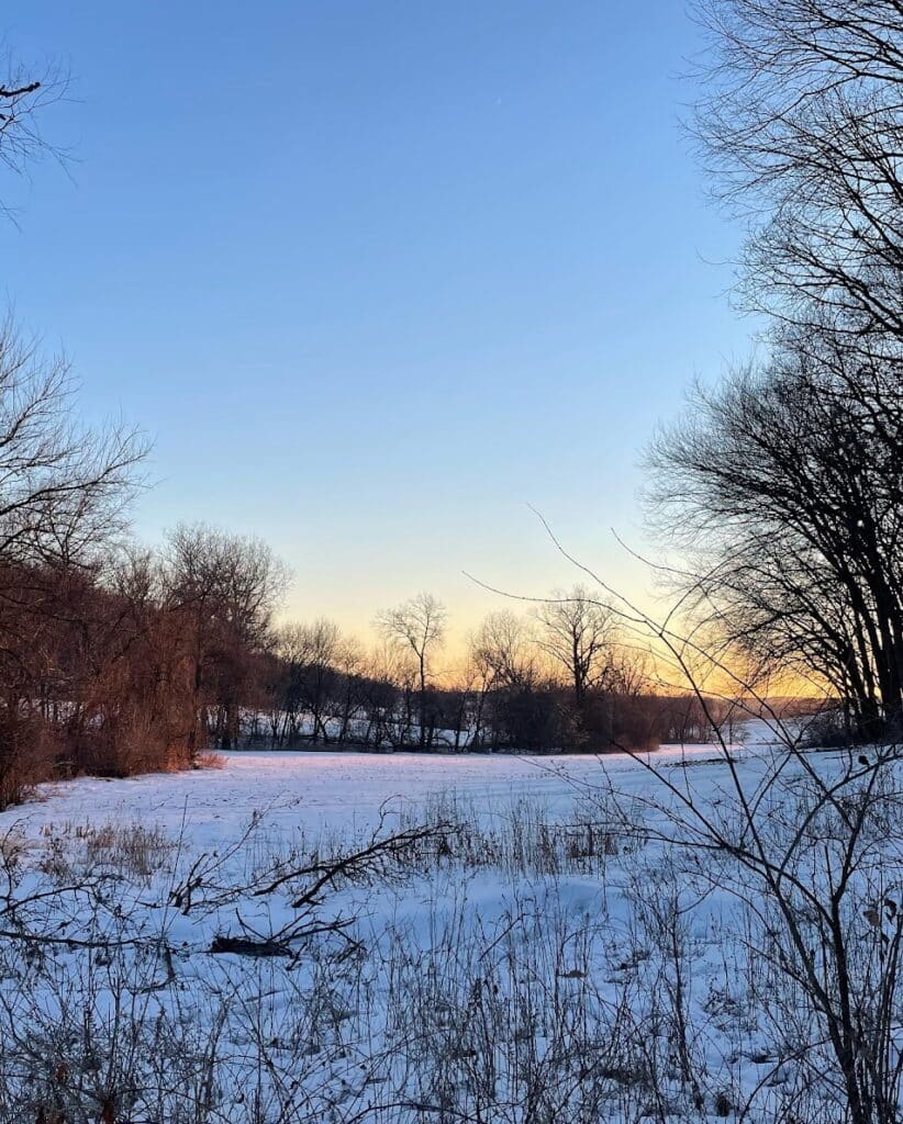 snowy field with trees at sunset