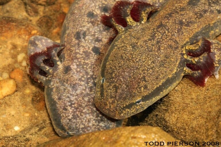 mudpuppie-salamander-underwater-rocks