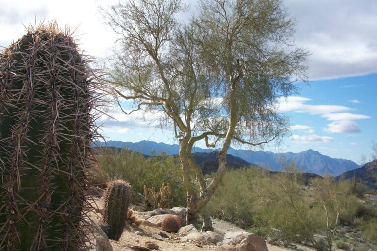 Returning to my body and my God, all Lent long