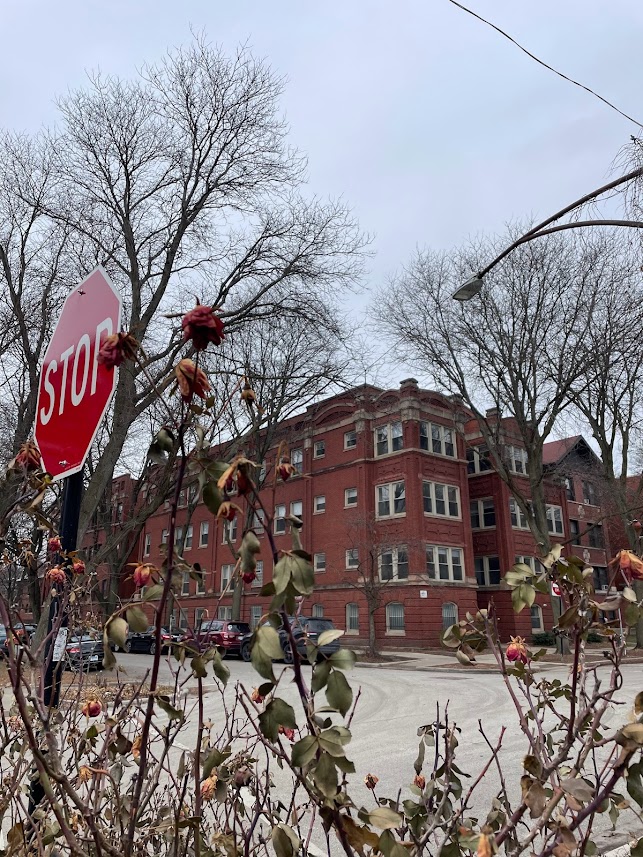 street-trees-building-stop sign