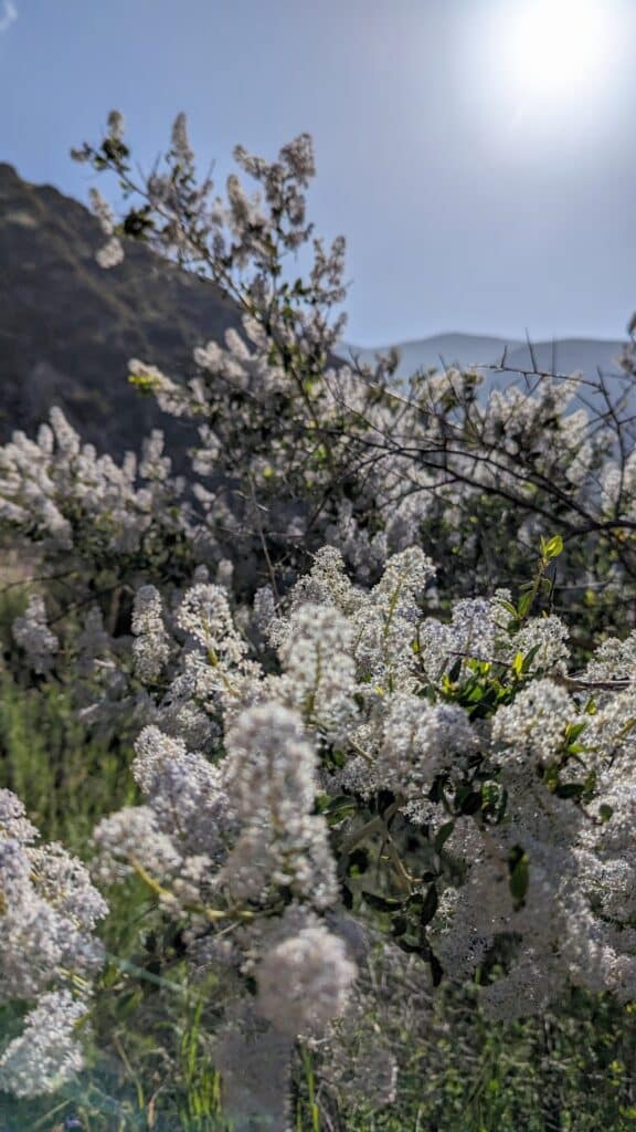 Flowers on Mountains
