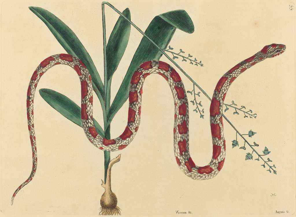 illustration-corn-snake-coluber-fulvius