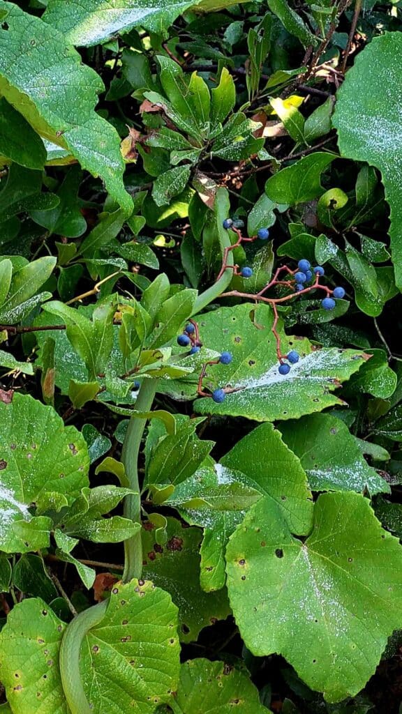 green-leaves-green-snake