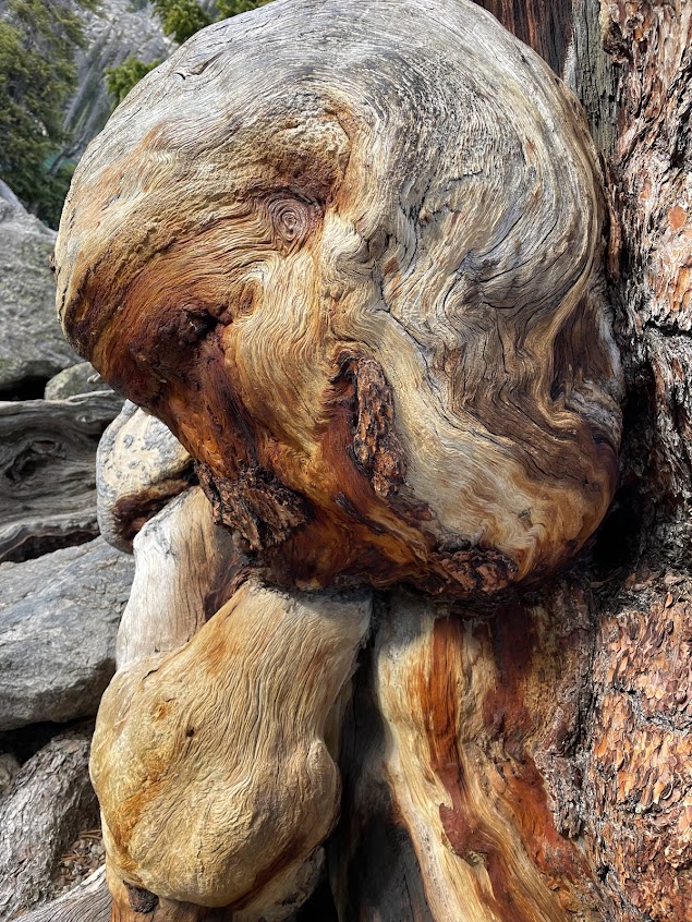 tree-near-lake-haiyaha-rocky-mountain-national park