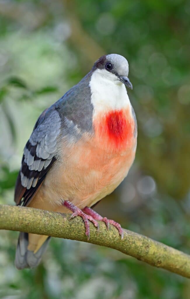 kuranda-pigeon- bright-red-breast