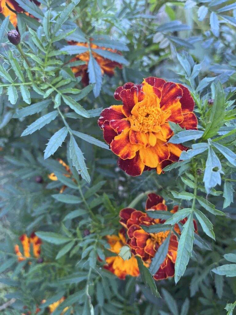 Marigolds from the author's crop. Photo by author.