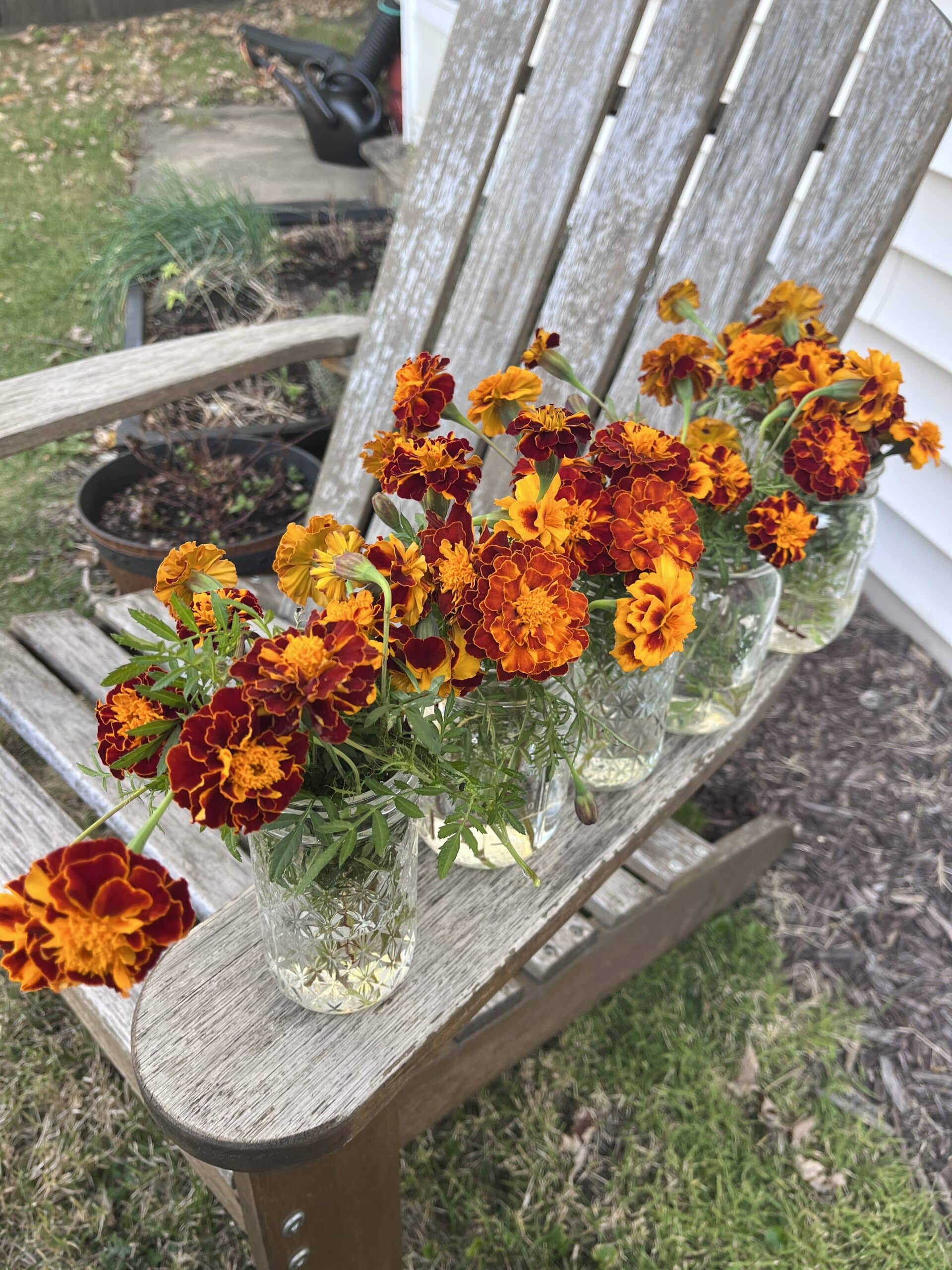An abundance of marigolds on a chair outside.