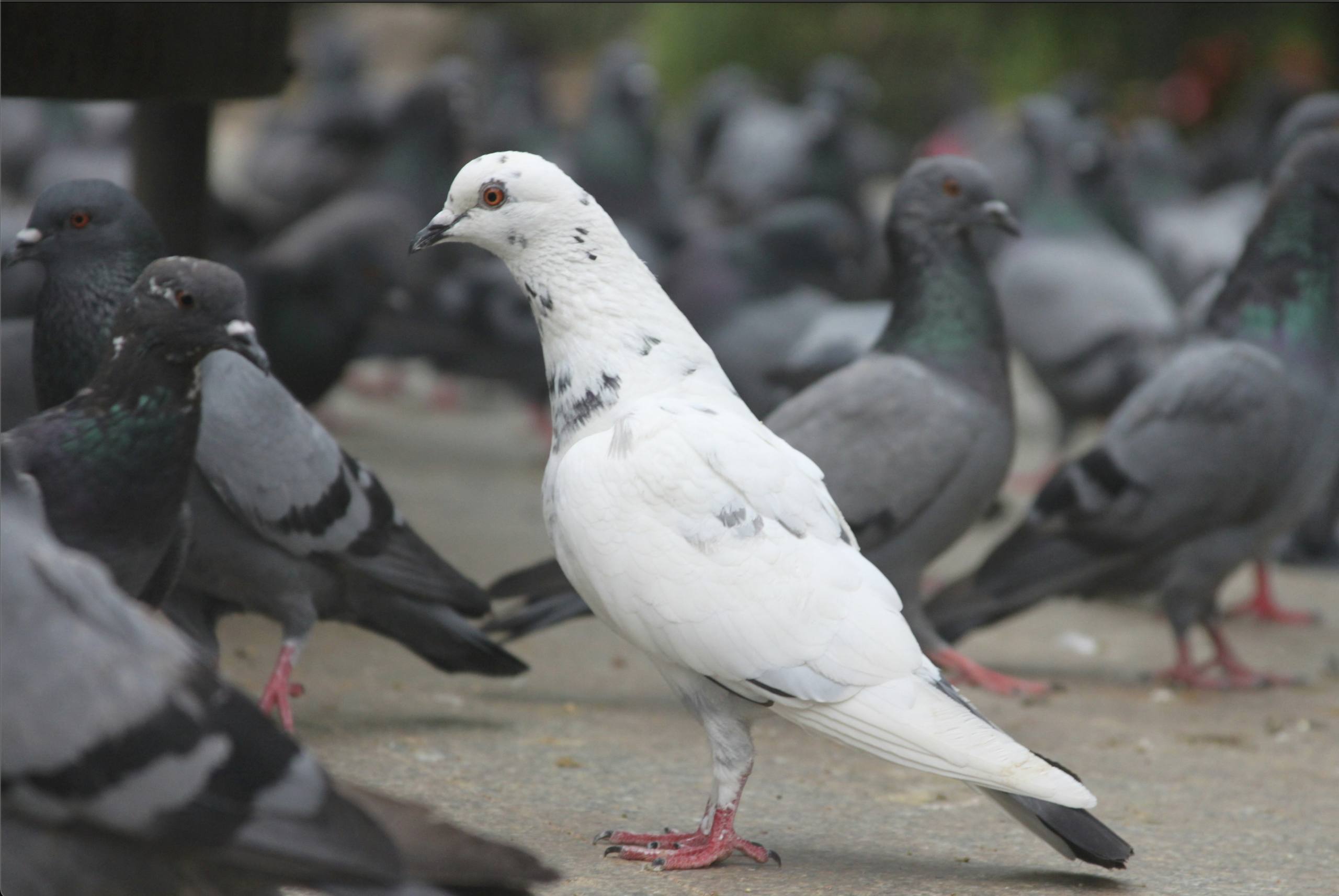 white pigeon among darker pigeons