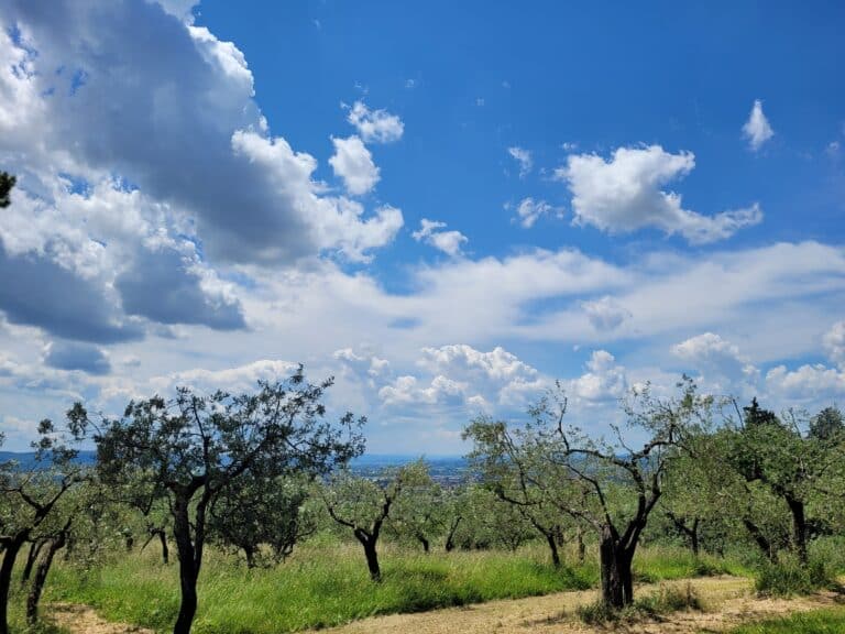 Courageous countercultural choices inspired by St. Francis