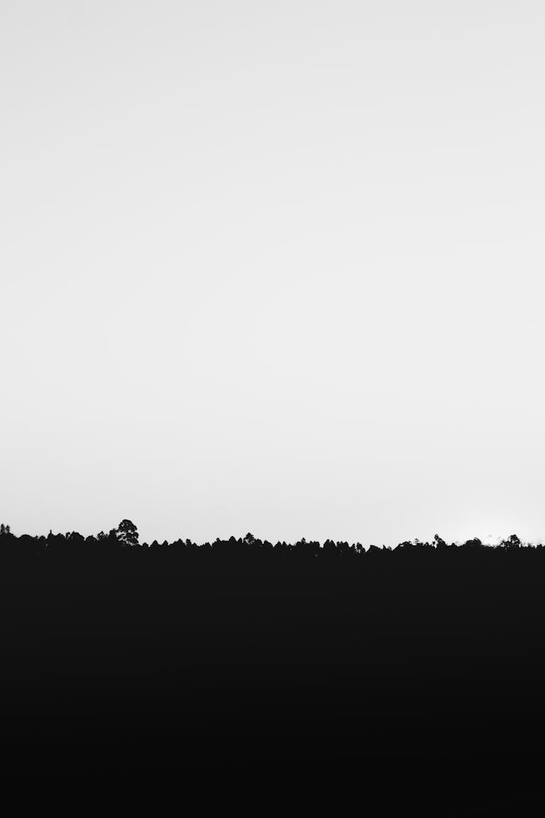 A minimalist black and white image featuring a tree silhouette against a bright sky background.