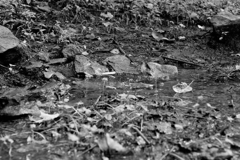 Through blighted pastures, by poisoned waters